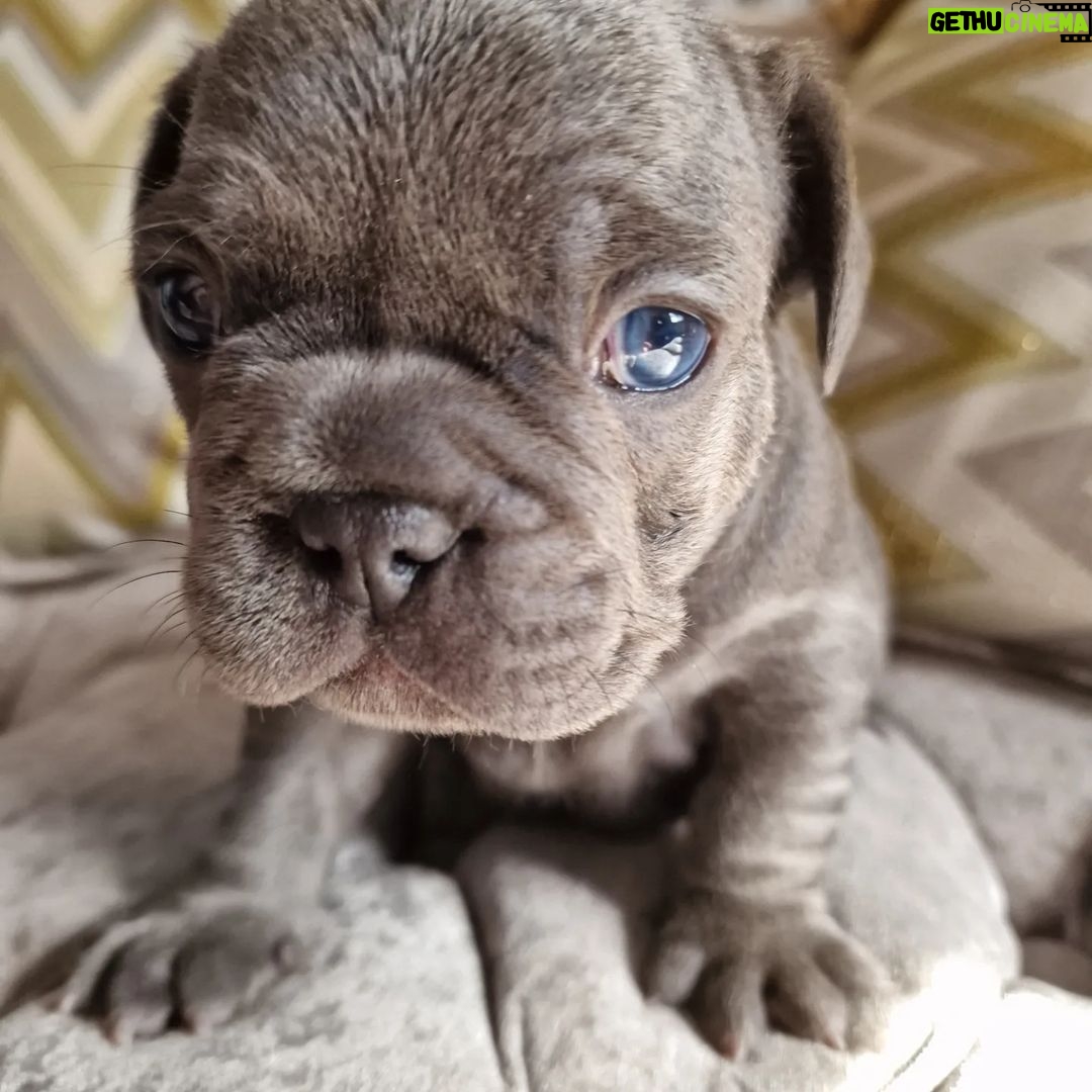 Meesha Garbett Instagram - My 6 babies! Which one is your favourite? 1.Hugo "The Boss" 2.Bully the Beast 3.Coco "Channel" 4.Bella Blue 5.Pinkie 6.Oreo Will be ready 23rd Sep for their new home π’π’π’ Please DM for any questions #frenchbulldog #frenchbulldogsofinstagram #frenchbulldogpuppy #frenchbulldogpuppies #puppy #puppies #frenchie #frenchbulldogs #frenchbulldogworld #frenchbulldoglove #frenchbulldoglovers #frenchbulldoglife #frenchbulldogsofig #frenchiepuppy