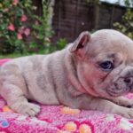 Meesha Garbett Instagram - My 6 babies! Which one is your favourite? 1.Hugo "The Boss" 2.Bully the Beast 3.Coco "Channel" 4.Bella Blue 5.Pinkie 6.Oreo Will be ready 23rd Sep for their new home 😢😢😢 Please DM for any questions #frenchbulldog #frenchbulldogsofinstagram #frenchbulldogpuppy #frenchbulldogpuppies #puppy #puppies #frenchie #frenchbulldogs #frenchbulldogworld #frenchbulldoglove #frenchbulldoglovers #frenchbulldoglife #frenchbulldogsofig #frenchiepuppy
