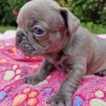 Meesha Garbett Instagram - My 6 babies! Which one is your favourite? 1.Hugo "The Boss" 2.Bully the Beast 3.Coco "Channel" 4.Bella Blue 5.Pinkie 6.Oreo Will be ready 23rd Sep for their new home 😢😢😢 Please DM for any questions #frenchbulldog #frenchbulldogsofinstagram #frenchbulldogpuppy #frenchbulldogpuppies #puppy #puppies #frenchie #frenchbulldogs #frenchbulldogworld #frenchbulldoglove #frenchbulldoglovers #frenchbulldoglife #frenchbulldogsofig #frenchiepuppy