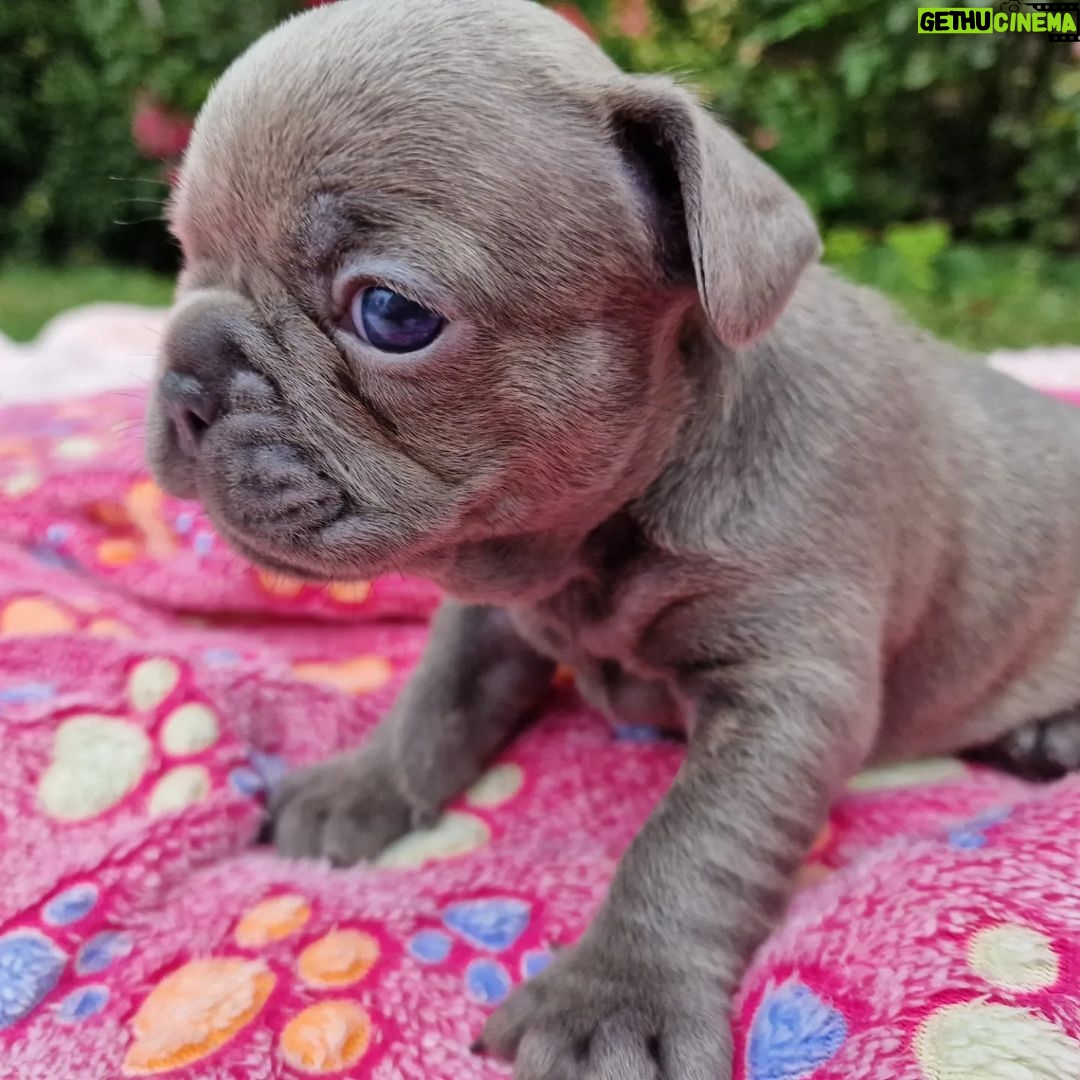 Meesha Garbett Instagram - My 6 babies! Which one is your favourite? 1.Hugo "The Boss" 2.Bully the Beast 3.Coco "Channel" 4.Bella Blue 5.Pinkie 6.Oreo Will be ready 23rd Sep for their new home π’π’π’ Please DM for any questions #frenchbulldog #frenchbulldogsofinstagram #frenchbulldogpuppy #frenchbulldogpuppies #puppy #puppies #frenchie #frenchbulldogs #frenchbulldogworld #frenchbulldoglove #frenchbulldoglovers #frenchbulldoglife #frenchbulldogsofig #frenchiepuppy