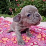 Meesha Garbett Instagram - My 6 babies! Which one is your favourite? 1.Hugo "The Boss" 2.Bully the Beast 3.Coco "Channel" 4.Bella Blue 5.Pinkie 6.Oreo Will be ready 23rd Sep for their new home 😢😢😢 Please DM for any questions #frenchbulldog #frenchbulldogsofinstagram #frenchbulldogpuppy #frenchbulldogpuppies #puppy #puppies #frenchie #frenchbulldogs #frenchbulldogworld #frenchbulldoglove #frenchbulldoglovers #frenchbulldoglife #frenchbulldogsofig #frenchiepuppy