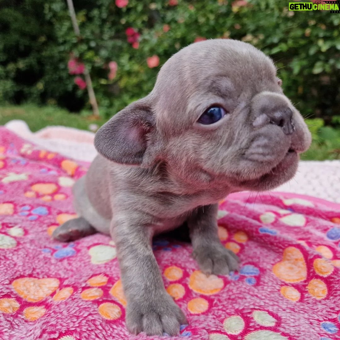 Meesha Garbett Instagram - My 6 babies! Which one is your favourite? 1.Hugo "The Boss" 2.Bully the Beast 3.Coco "Channel" 4.Bella Blue 5.Pinkie 6.Oreo Will be ready 23rd Sep for their new home π’π’π’ Please DM for any questions #frenchbulldog #frenchbulldogsofinstagram #frenchbulldogpuppy #frenchbulldogpuppies #puppy #puppies #frenchie #frenchbulldogs #frenchbulldogworld #frenchbulldoglove #frenchbulldoglovers #frenchbulldoglife #frenchbulldogsofig #frenchiepuppy