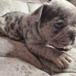 Meesha Garbett Instagram - My 6 babies! Which one is your favourite? 1.Hugo "The Boss" 2.Bully the Beast 3.Coco "Channel" 4.Bella Blue 5.Pinkie 6.Oreo Will be ready 23rd Sep for their new home 😢😢😢 Please DM for any questions #frenchbulldog #frenchbulldogsofinstagram #frenchbulldogpuppy #frenchbulldogpuppies #puppy #puppies #frenchie #frenchbulldogs #frenchbulldogworld #frenchbulldoglove #frenchbulldoglovers #frenchbulldoglife #frenchbulldogsofig #frenchiepuppy