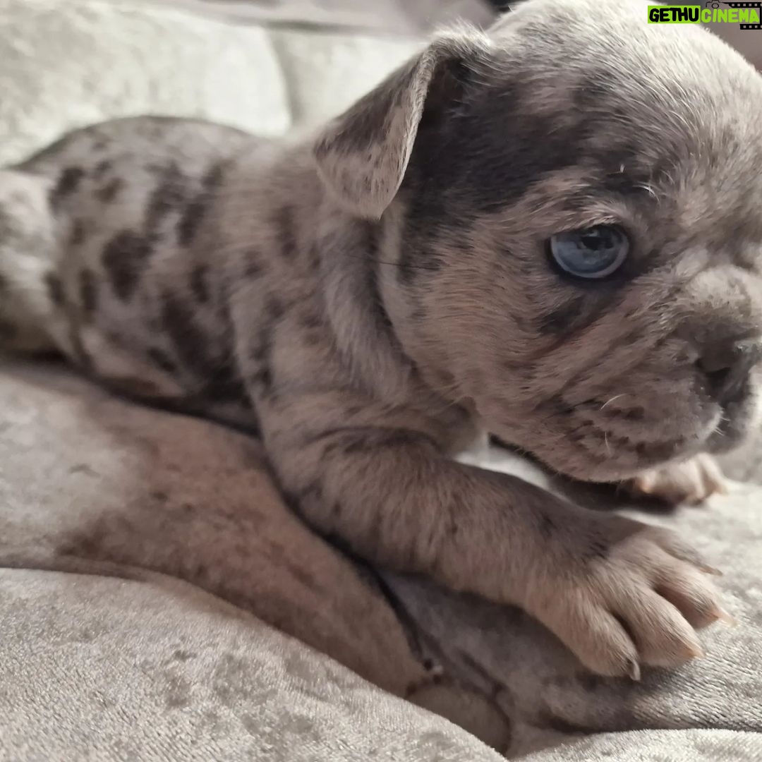 Meesha Garbett Instagram - My 6 babies! Which one is your favourite? 1.Hugo "The Boss" 2.Bully the Beast 3.Coco "Channel" 4.Bella Blue 5.Pinkie 6.Oreo Will be ready 23rd Sep for their new home π’π’π’ Please DM for any questions #frenchbulldog #frenchbulldogsofinstagram #frenchbulldogpuppy #frenchbulldogpuppies #puppy #puppies #frenchie #frenchbulldogs #frenchbulldogworld #frenchbulldoglove #frenchbulldoglovers #frenchbulldoglife #frenchbulldogsofig #frenchiepuppy