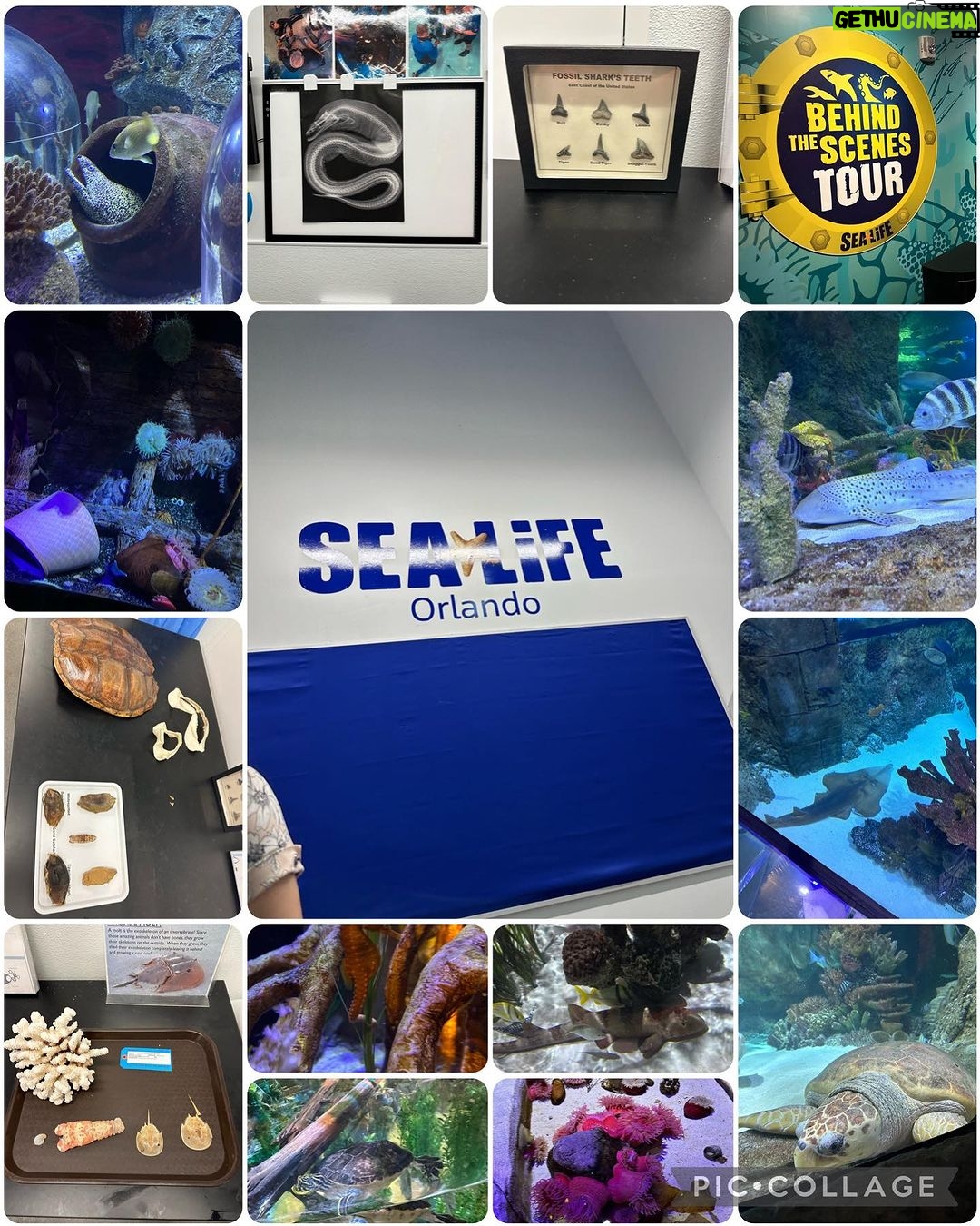 Meesha Garbett Instagram - Thank you so much to @iconparkorlando for an amazing day! I really recommend going for a family day out. - @thesugarfactory had such a variety of cool drinks and food - @madametussaudsusa was really fun to go and take pictures with celebrities - @sealife_orlando was so cool, we even got a #bts tour - @iconparkorlando #thewheel was great for seeing all the sights of Orlando - @museumofillusions.orlando was crazy and mind-blowing - @maxactioniconpark had incredible VR which felt so real and some really tricky escape rooms (i wasn’t very good🤣) Thank you once again @iconparkorlando ❤️❤️❤️ #gifted