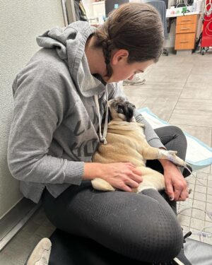 Megan Ganz Instagram - Many thanks to @veterinary_emergency_group in Santa Monica for attending to our sweetling gumpus who gave us a bit of a fright last night. The doctors and nurses there were so comforting to us and our fat friend, going so far as to show her the movie ELF when she got sad in the middle of the night. Hooray for vets. They’re keeping best friends together!