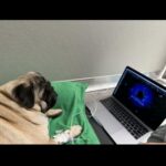 Megan Ganz Instagram - Many thanks to @veterinary_emergency_group in Santa Monica for attending to our sweetling gumpus who gave us a bit of a fright last night. The doctors and nurses there were so comforting to us and our fat friend, going so far as to show her the movie ELF when she got sad in the middle of the night. Hooray for vets. They’re keeping best friends together!