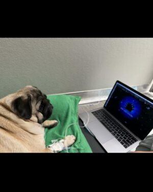 Megan Ganz Instagram - Many thanks to @veterinary_emergency_group in Santa Monica for attending to our sweetling gumpus who gave us a bit of a fright last night. The doctors and nurses there were so comforting to us and our fat friend, going so far as to show her the movie ELF when she got sad in the middle of the night. Hooray for vets. They’re keeping best friends together!