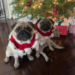 Megan Ganz Instagram - Thankful for a lot of things this year, but top of that list is overwhelming gratitude to @aggalioop (and Andrew) for taking care of our pig-faced friend over the holidays. As the kids say, she “understood the assignment.” (The assignment being to dress them up in as many silly costumes as possible!) Don’t thank me, thank Alison. 😍