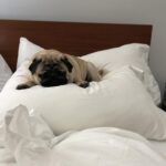 Megan Ganz Instagram - This is usurpation of the highest order. Where am I supposed to sleep, @grundelpig?