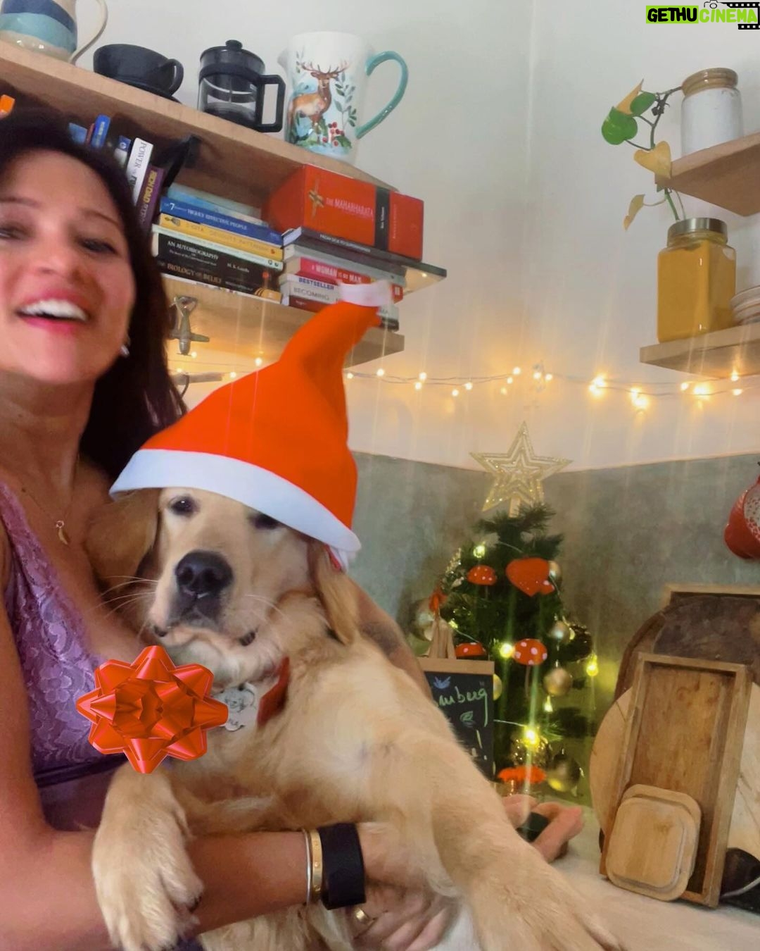 Megha Gupta Instagram - Leaning fully into the festive vibe this year. Living in Goa and witnessing Christmas celebrations to the fullest is such a privilege. This is the third year of me seeing up this Christmas tree.. it reminds me of the times gone by and anchors me for the incoming. I also tried very hard to get the family together for a family picture but clearly did not work 😂 It’s been so beautiful being at home base spending time with my monkeys and working on some exciting things. It’s been very social, the lines between the days are very blurry, and I wouldn’t trade it for anything. Drunk in love Learning in love I wish the same for you and more 💜 Very Merry Christmas to you #christmastree #christmas #family #goa #festive #parties #newyear #