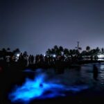 Megha Thomas Instagram - A Kumbalangi Night ✨🪄 #bioluminescence #kochi #kochidiaries #kumbalanginights #kumbalangi #nighttoremember #latenight #longdrive #happy