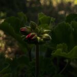 Melis Tüzüngüç Instagram - ne geceler, ne gündüzler gördüm.