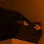 Melis Tüzüngüç Instagram - bitmek üzere.
