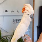 Michael Voltaggio Instagram - thank you @animaltracksinc for introducing us to all of your friends today!