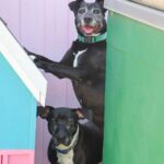 Millie Bobby Brown Instagram – Meet Hope and Faith, two sweet 8-year-old Labradors with hearts full of love.🐾 Sadly, they lost their home due to their owner’s battle with Alzheimer’s, leaving them in need of a new haven where they can find comfort and security. 💔 We are joining forces with @milliebobbybrown and her foster family at Joey’s Friends, who rescued Hope and Faith and have since transferred them to Vanderpump Dogs to try and get them adopted and provide them with the love and care they deserve during this transitional period. 🌟

These lovely girls share an inseparable bond, making their journey even more poignant. We’d love for them to be adopted together.

Hope and Faith, as sweet as can be, deserve a chance at a new beginning. Let’s spread the word and make their holiday dreams come true – a forever home where they can thrive and bring joy to those lucky enough to have them. 🎄✨ Your kindness could be the greatest gift they receive this season.