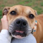 Millie Bobby Brown Instagram – these sweet babies are all up for adoption! please visit the website joeysfriends.com to inquire! it only takes one home! 🐶