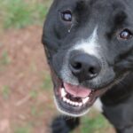 Millie Bobby Brown Instagram – these sweet babies are all up for adoption! please visit the website joeysfriends.com to inquire! it only takes one home! 🐶