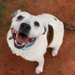 Millie Bobby Brown Instagram – these sweet babies are all up for adoption! please visit the website joeysfriends.com to inquire! it only takes one home! 🐶