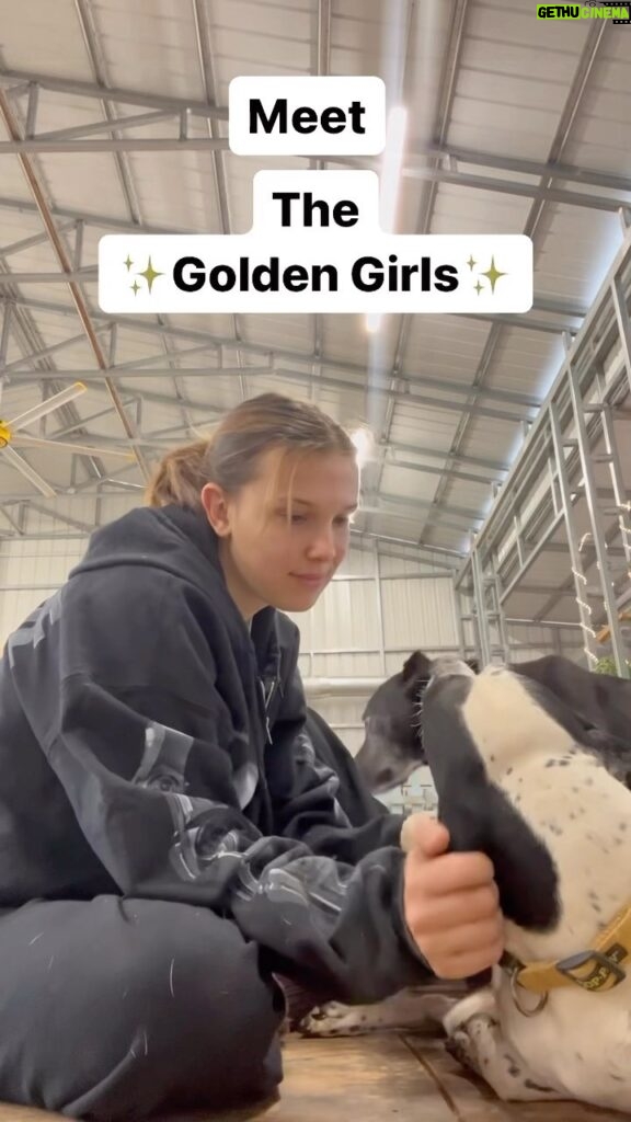 Millie Bobby Brown Instagram - Meet the ✨Golden Girls✨ Inquire to adopt one of these sweet old ladies!