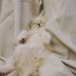 Millie Bobby Brown Instagram - my little Easter bunny 💛 hope you're all having a great day xx
