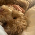 Millie Bobby Brown Instagram - Happy third birthday best friend. I love you endlessly. You’ll never know what you have done for my soul 🐶