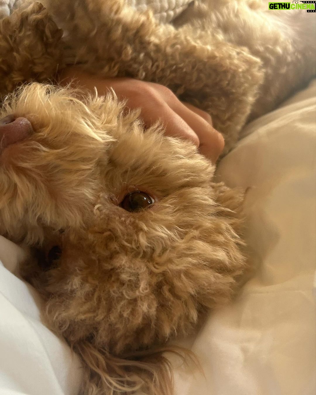 Millie Bobby Brown Instagram - Happy third birthday best friend. I love you endlessly. You’ll never know what you have done for my soul 🐶