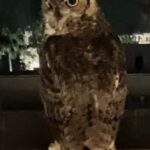 Mimi Kennedy Instagram – From my friend Maria’s Sherman Oaks balcony last night…!! They are stunning beings…those ears! Those eyes!! Flying feathered cats?!