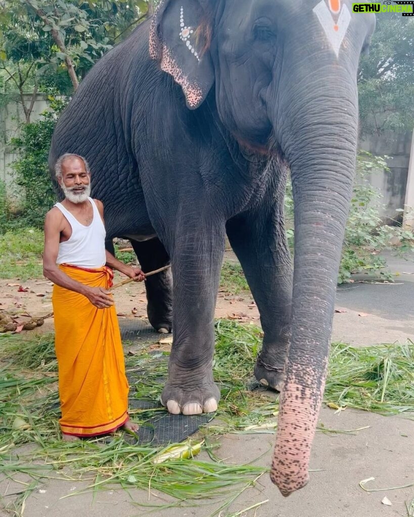 Mirnalini Ravi Instagram - Wholesome start to 2024 🤍 🐘🐄 #grateful Sripuram Sri Lakshmi Narayani Golden Temple Vellore