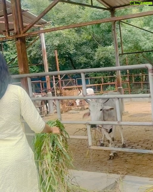 Mirnalini Ravi Instagram - Wholesome start to 2024 🤍 🐘🐄 #grateful Sripuram Sri Lakshmi Narayani Golden Temple Vellore