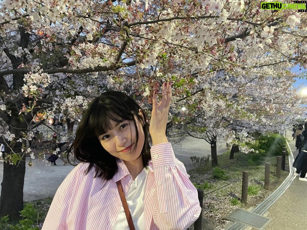 Miyu Kitamuki Instagram - 散り始めた桜も良きでした🌸