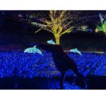 Miyu Kitamuki Instagram - クリスマスっぽい写真ないかなーってフォルダを見てたら 先月、母と姉と3人で伊東へ旅行に行った時の写真がありました〜🎄 発売中のモーターサイクリストの撮影で初めて行かせていただいた伊東が、最高だったので家族でも行っちゃいました！ ついでに旅行の思い出載せます✌️ メリークリスマス！！🎅 #イルミネーション #イルカ #カピバラ #どんぐり #モルモット #モーターサイクリスト #撮影で行ったところに家族で行きがち