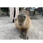 Miyu Kitamuki Instagram - クリスマスっぽい写真ないかなーってフォルダを見てたら 先月、母と姉と3人で伊東へ旅行に行った時の写真がありました〜🎄 発売中のモーターサイクリストの撮影で初めて行かせていただいた伊東が、最高だったので家族でも行っちゃいました！ ついでに旅行の思い出載せます✌️ メリークリスマス！！🎅 #イルミネーション #イルカ #カピバラ #どんぐり #モルモット #モーターサイクリスト #撮影で行ったところに家族で行きがち