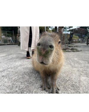Miyu Kitamuki Instagram - クリスマスっぽい写真ないかなーってフォルダを見てたら
先月、母と姉と3人で伊東へ旅行に行った時の写真がありました〜🎄

発売中のモーターサイクリストの撮影で初めて行かせていただいた伊東が、最高だったので家族でも行っちゃいました！

ついでに旅行の思い出載せます✌️

メリークリスマス！！🎅

#イルミネーション
#イルカ
#カピバラ
#どんぐり
#モルモット
#モーターサイクリスト
#撮影で行ったところに家族で行きがち