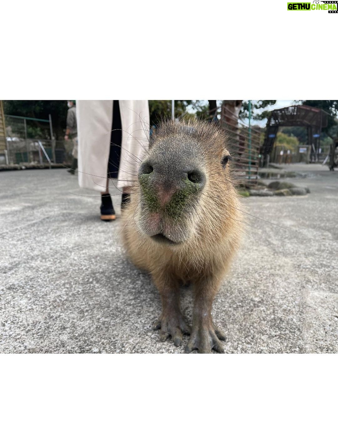 Miyu Kitamuki - 1.7K Likes - クリスマスっぽい写真ないかなーってフォルダを見てたら
先月、母と姉と3人で伊東へ旅行に行った時の写真がありました〜🎄
発売中のモーターサイクリストの撮影で初めて行かせていただいた伊東が、最高だったので家族でも行っちゃいました!
ついでに旅行の思い出載せます✌️
メリークリスマス!!🎅
#イルミネーション
#イルカ
#カピバラ
#どんぐり
#モルモット
#モーターサイクリスト
#撮影で行ったところに家族で行きがち