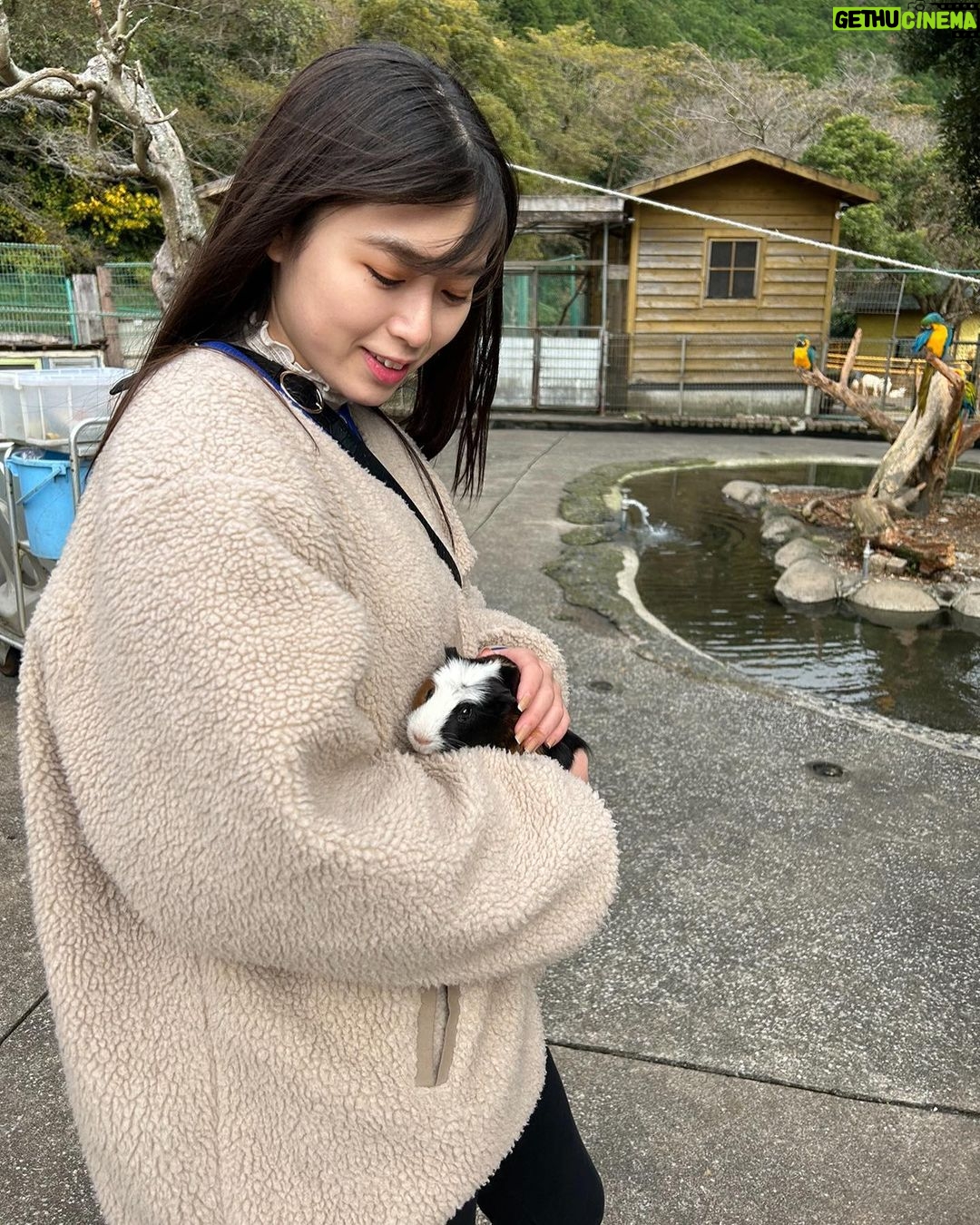 Miyu Kitamuki - 1.7K Likes - クリスマスっぽい写真ないかなーってフォルダを見てたら
先月、母と姉と3人で伊東へ旅行に行った時の写真がありました〜🎄
発売中のモーターサイクリストの撮影で初めて行かせていただいた伊東が、最高だったので家族でも行っちゃいました!
ついでに旅行の思い出載せます✌️
メリークリスマス!!🎅
#イルミネーション
#イルカ
#カピバラ
#どんぐり
#モルモット
#モーターサイクリスト
#撮影で行ったところに家族で行きがち