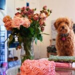 Molly Tarlov Instagram - Our first rosette cake was a success and Fran doesn’t give a woof how much buttercream frosting I had to whip to make it...she’d eat it in a second! Rude. I am going to post more pictures in my stories because I rlllllly love the color