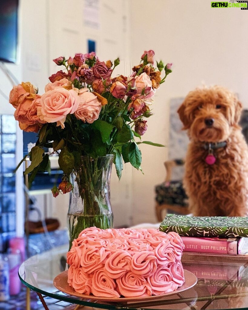 Molly Tarlov Instagram - Our first rosette cake was a success and Fran doesn’t give a woof how much buttercream frosting I had to whip to make it...she’d eat it in a second! Rude. I am going to post more pictures in my stories because I rlllllly love the color