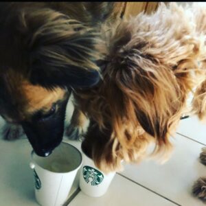 Molly Tarlov Instagram - It’s my angel’s birthday today. This is my Fran. She’s four. Every time we meet someone on the street they ask if she’s a puppy cause she’s a wild as hell. Sometimes I say yes because it’s less embarrassing. She is my best friend. She has taught me so much and I cried saying happy birthday to her last night. Thanks for always looking me in the eyes when you yell at me. I originally wanted to name a daughter Franny if I ever had one (mix between Franny Glass and Fanny Bryce) and she was supposed to be named Vivian. She did not act like a Vivian. Then her name was Buffy but she didn’t act like a Buffy either—so on day 4 she became Francesca (Frances) Buffy Tarlov. And Le Fran became legend.