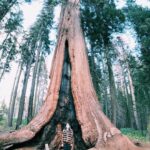 Molly Tarlov Instagram - If it looks like a sequoia and it acts like a sequoia, ITS A DAMN SEQUOIA!!! Sequoia National Park, California
