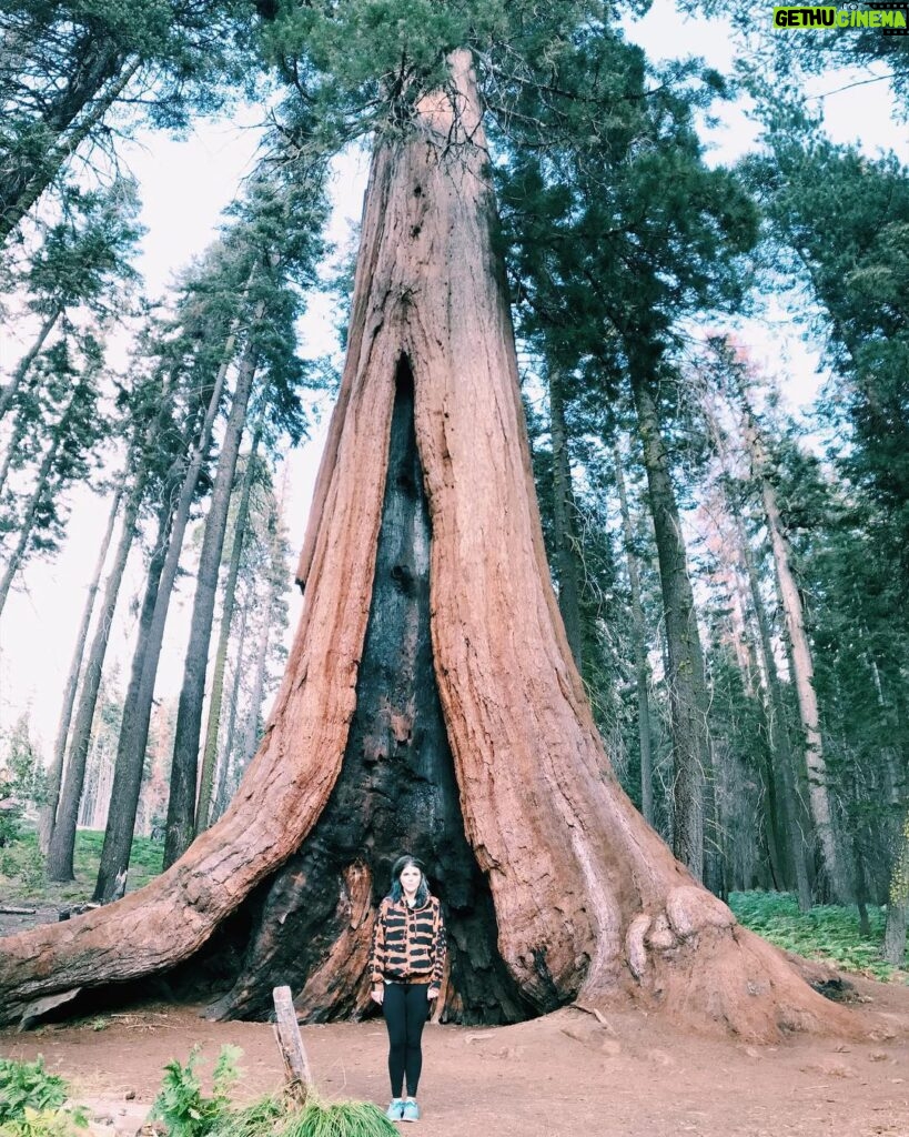 Molly Tarlov Instagram - If it looks like a sequoia and it acts like a sequoia, ITS A DAMN SEQUOIA!!! Sequoia National Park, California