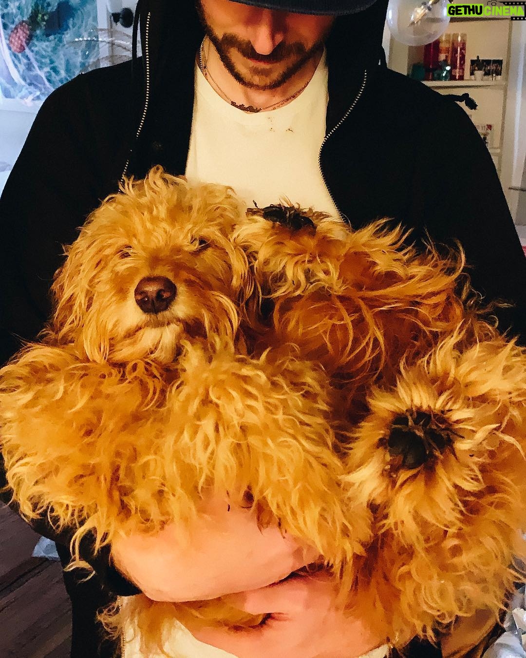Molly Tarlov Instagram - Isn’t it funny how everyone thinks they love their dog more than any human has ever loved a dog before? #goldendoodle