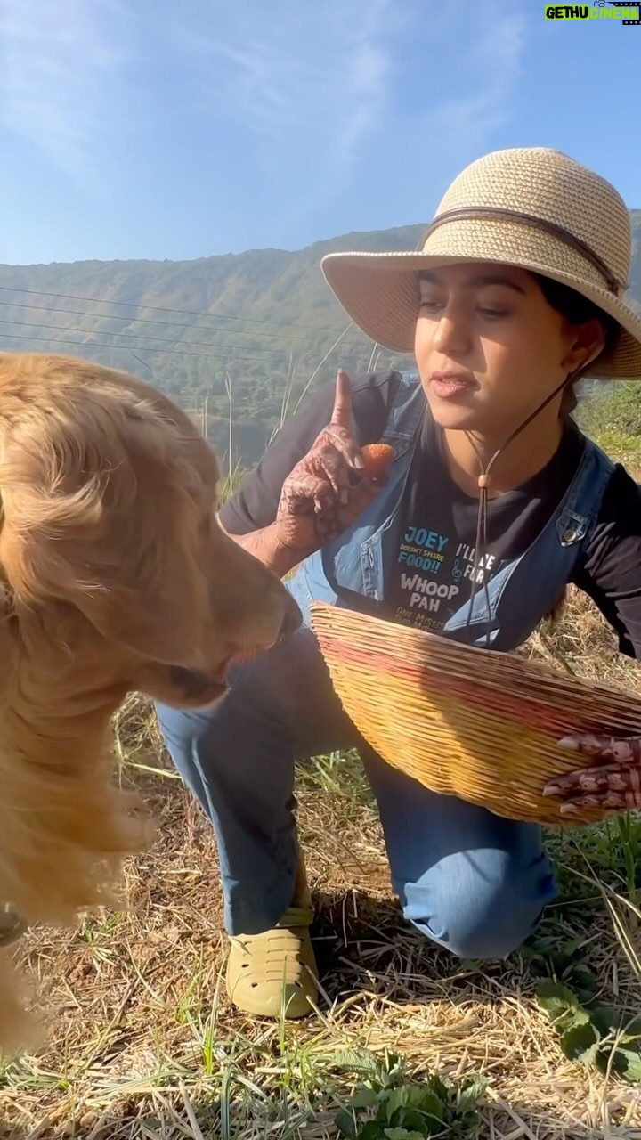 Mrunmayee Deshpande Instagram - There’s nothing quite like strawberry picking straight from your own organic farm 🍓 No plastic mulching in sight, just pure, natural goodness. And when ‘carbon ’is by my side, it’s even more satisfying. The joy of being able to experience the fruits of our labor, quite literally, is unmatched. #organicfarming #farmfresh #sustainableliving #earthfriendly #farmlife #homegrown #strawberryseason #farmtofork #locallygrown #sustainability #dogsofinstagram