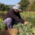 Mrunmayee Deshpande Instagram – 🌾 Why work out in the gym when you can get a full-body workout while farming? Harvesting is the ultimate workout – squat, harvest, and repeat! 💪 Who needs a gym when you have fields to work in? #FarmFit #HarvestingHustle #SweatEquity #nature #love #farm