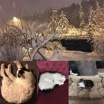 Murat Eken Instagram - bunları havalar düzelince tekrar dışarda yaşamaya nasıl ikna edicez acaba? #sığıntılar #sokakhayvanları #budünyahepimizin