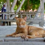 Murat Eken Instagram – #sarmankedicandır 
#cats of #indonesia #batam #fujix100s #beachphotography Batam Island, INDONESIA
