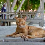 Murat Eken Instagram - #sarmankedicandır #cats of #indonesia #batam #fujix100s #beachphotography Batam Island, INDONESIA