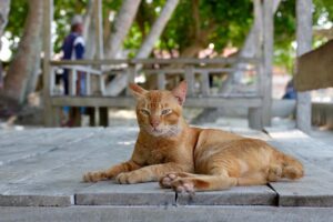 Murat Eken Instagram - #sarmankedicandır 
#cats of #indonesia #batam #fujix100s #beachphotography