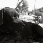 Murat Eken Instagram - Olm sen nassı bi köpeksin? Hadi beni kürekle gezdir diyen köpek mi olur? #miço #tb geçen hafta.. #nikon #fm #4ekimhayvanlarıkorumagünü #4october