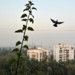 Nandita Das Instagram – The first one was from the window at home. The second from the window of the air craft, as I was landing in #colombo. The rest at @ahu_bay 

Lot more to follow. #srilankatravel is a must if you can.